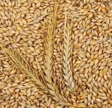 Barley